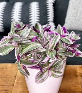 PURPLE TRADESCANTIA