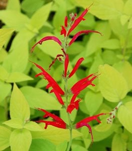 'Golden Delicious' pineapple sage
