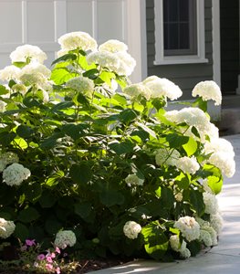 Incrediball Hydrangea, Hydrangea Paniculata, Panicle Hydrangea
Proven Winners
Sycamore, IL