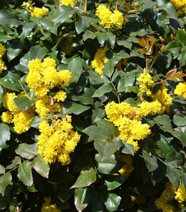 Oregon Grape