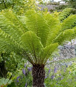 15 Top Fern Plants for Your Garden | Garden Design