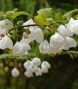 The Best Early Spring Flowering Trees & Shrubs