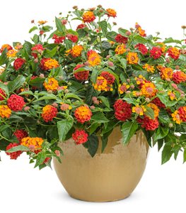 LANTANA