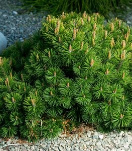 Dwarf Mugo Pine