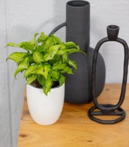 Falling Arrows® White Butterfly arrowhead vine