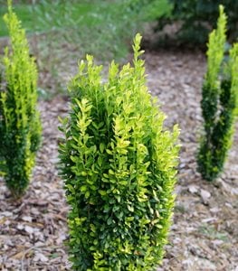 Glow Stick® Japanese holly