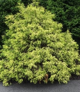 ‘Golden Mop’ False Cypress
