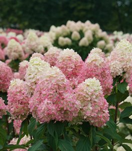 Limelight Prime® hydrangea