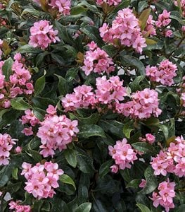 LA VIDA MAS® INDIAN HAWTHORN
