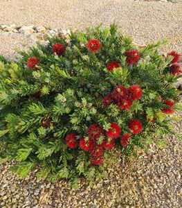 LITTLE JOHN DWARF BOTTLEBRUSH
