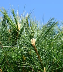 'Nana' Eastern White Pine