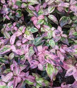 PAISLEY PUP® DOGHOBBLE