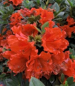 PERFECTO MUNDO® ORANGE REBLOOMING AZALEA