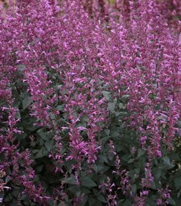 Meant to Bee® 'Royal Raspberry' agastache