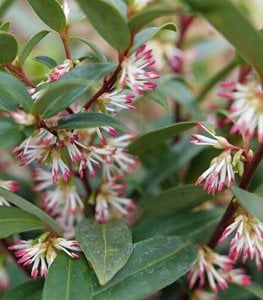 SWEET & LO™ SWEET BOX