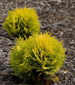 Anna’s Magic Ball® Arborvitae