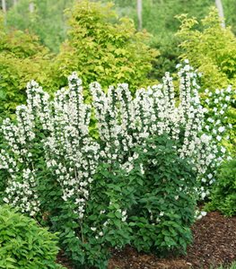 Illuminati Tower® mock orange