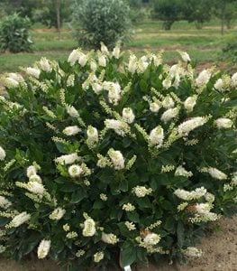 SUGARTINA® ‘CRYSTALINA’ SUMMERSWEET