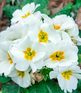 White Primrose Flower