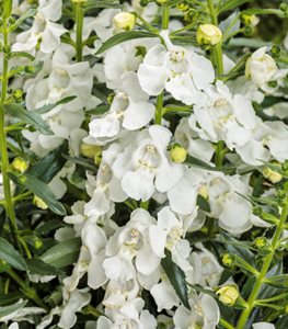 Angelface White Angelonia