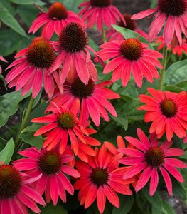 coneflower