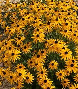 black-eyed Susan