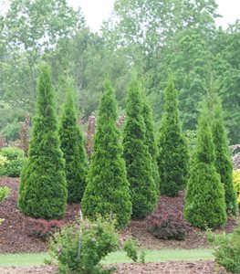 arborvitae