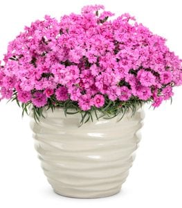 'Paint the Town Fancy' dianthus