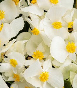 Surefire White Begonia