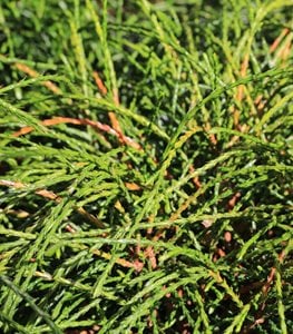 'Whipcord' Western Red Cedar