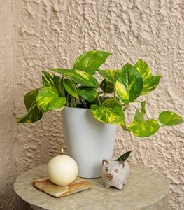 Beautifall® Hawaiian Pothos