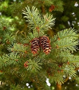 A Guide To Conifers: 22 Popular Types 