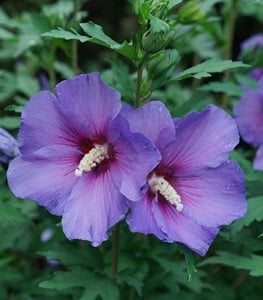 Paraplu Violet® Rose of Sharon