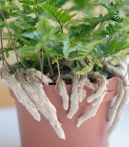 RABBIT'S FOOT FERN