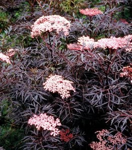 Black Lace® elderberry