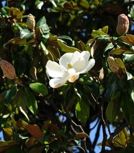 SOUTHERN MAGNOLIA