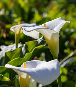 White Calla Lily