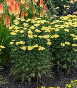 'Firefly Sunshine' Yarrow