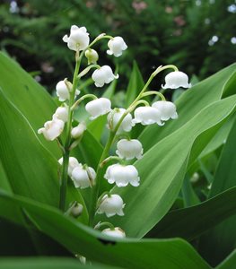 Lily of the Valley