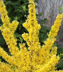 Show Off® forsythia