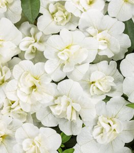 Superbells® Double White calibrachoa