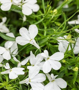 Laguna® Cloud White™ lobelia