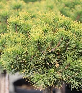'Carsten's Wintergold' mugo pine