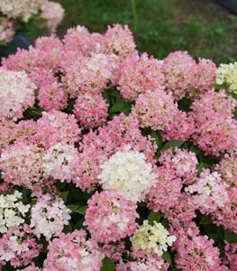 Fire Light Tidbit® Panicle Hydrangea