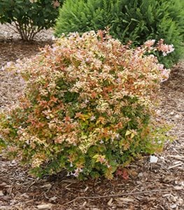 Funshine® Abelia