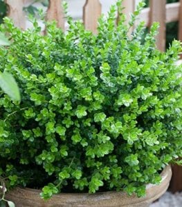 Sprinter® Boxwood