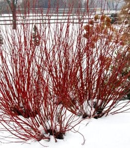 Arctic Fire® Red dogwood