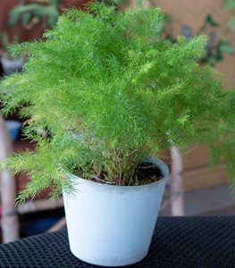 Asparagus Fern
Shutterstock.com
New York, NY