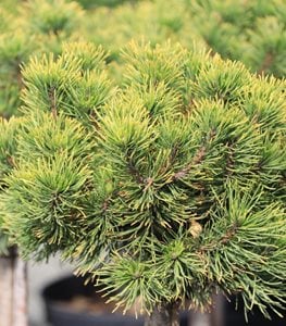 'Carsten's Wintergold' mugo pine