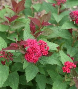 Double Play Doozie® Spirea